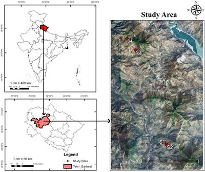 Vegetation composition, soil properties, and carbon stock of montane forests along a disturbance in the Garhwal Himalaya, India